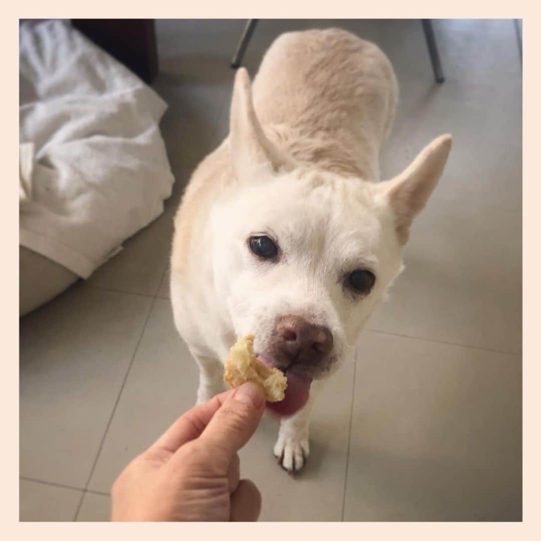 パンといっぴきのインスタグラム：「🍞❤️  #元保護犬 #雑種犬 #crossbreed #mixdog #キップル14歳」