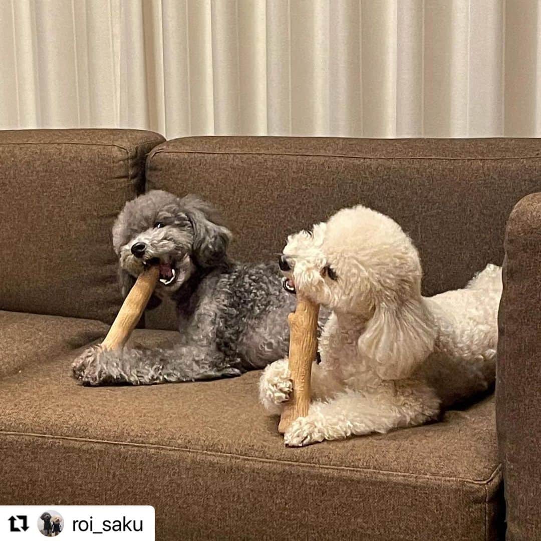 【公式】いぬのきもち・ねこのきもちのインスタグラム：「#Repost @roi_saku さんのロイくんとサクくん。  いつも一緒にいると 似ちゃうよね😆  ハッシュタグ #いぬのきもち #ねこのきもち に投稿いただいた可愛い写真をご紹介しています！ 「いぬのきもちWEB　MAGAZINE」、「ねこのきもちWEB MAGAZINE」でもご紹介させていただくことも！  -------------------  .  #いぬ #いぬすたぐらむ #いぬのいる暮らし #いぬのきもち #いぬ好き #犬 #犬好きさんと繋がりたい #犬のいる生活 #犬と暮らす #犬好き #dog #dogsofinstagram #dogstagram  #トイプードル」