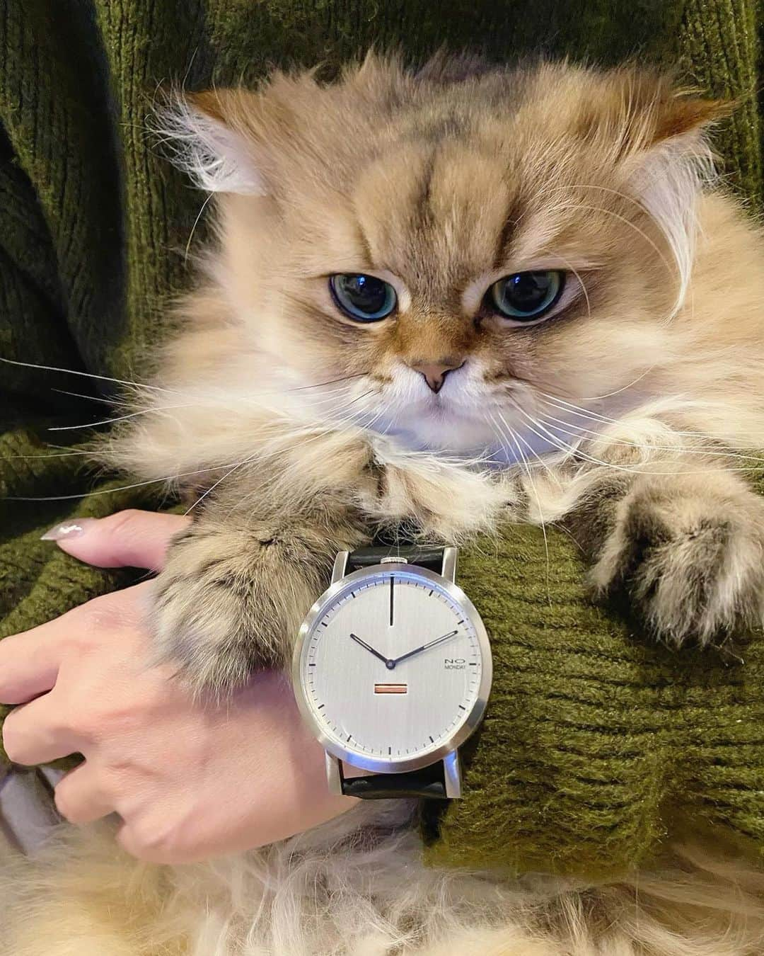 にこさんのインスタグラム写真 - (にこInstagram)「クールな  our new @nomonday_jp ⌚🐈🖤  フェイス大きめ シンプルで使いやすい、 男前なとけい  ▶ Collections460 NM-460B1  クーポンコード ▶nikonag83  ▶公式サイト  https://nomonday.jp  クーポン利用で10％オフ  #pr #nomonday #ノーマンデー #腕時計  #時計  #手元倶楽部 #プレゼント #ペアウォッチ #ネイル #コーディネート #cat #ootd #newwatchbives #coordinate #knit #ootd #winter #nails」1月8日 22時24分 - nikon.neko.official