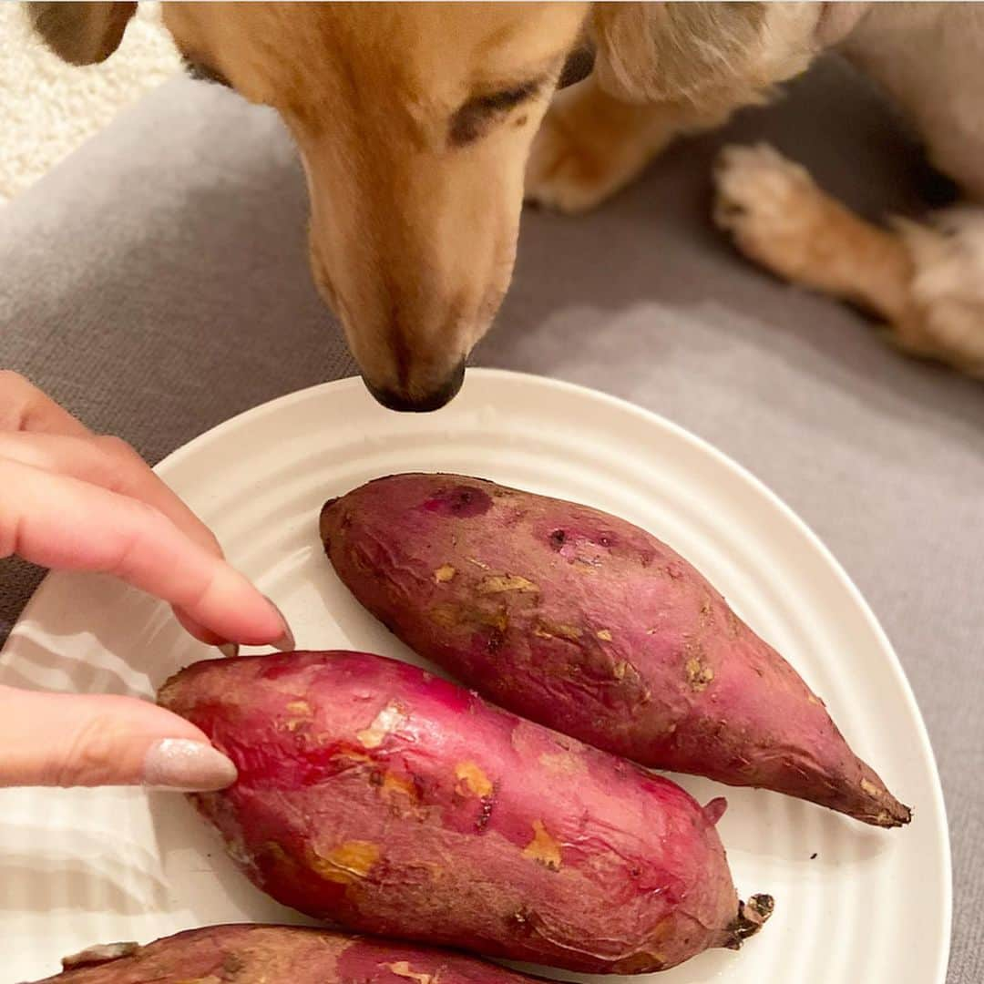 鈴木絢子さんのインスタグラム写真 - (鈴木絢子Instagram)「・ ・ 【自宅で焼き芋大会】 前回ゲスト出演させていただいた伊豆収穫祭も、今回はコロナ禍で中止に😣 ・ イベントは中止でも、食物は育つもの🌿 今年の秋はさつまいもが豊作だったそうで🌟 収穫されたさつまいもを段ボールいっぱいに頂きました🤗✨ ・ さつまいもは収穫して2-3か月後に第2の旬が到来。 甘さが増して、さらにねっとり感がアップした焼き芋が楽しめます！ ・ 私の毎日の主食、そしてワンコたちの分も。 大量に焼き芋を作りました🍠 ・ 焼き芋の状態なら、冷凍保存もOK！ 冷やし焼き芋にするとさつまいものでんぷんがレジスタンドスターチに変わるので、美腸効果がアップします。 ・ 今年もさつまいもに囲まれて🍠 ギルトフリーでストレスフリーな食生活を送りたいと思います🥰 ・ ・ ・ #朝さつまいもダイエット #さつまいも美容 #さつまいも #美腸 #レジスタントスターチ #ギルトフリー #ストレスフリー #芋美容 #焼き芋 #焼き芋大会 #ダイエット成功 #正月太り解消 #さつまいも好き #豊作 #コグマダイエット #ミニチュアダックス  #고구마  #🍠 #🐶🐶」1月8日 22時45分 - ayako_suzuki810