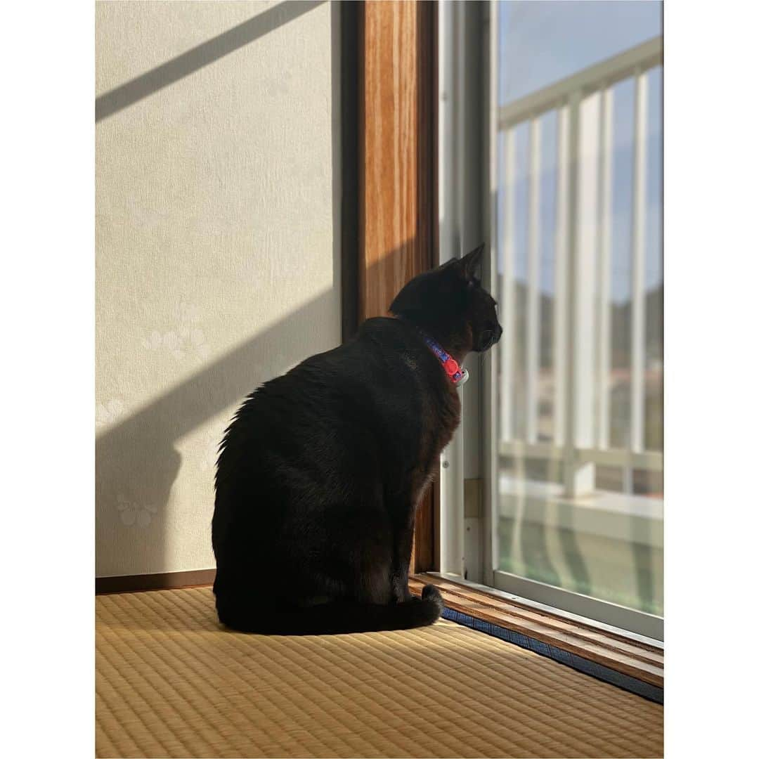 本庄鈴さんのインスタグラム写真 - (本庄鈴Instagram)「・ ・ 猫と一緒に暮らし始めたら きっと一日中こんな感じなんだろうなぁ ・ 🐈‍⬛🐾🐈🐾 ・ ・ ・ ・ #ねこ #すき #気まぐれ #ツンデレ #良き」1月8日 22時55分 - honjo_suzu