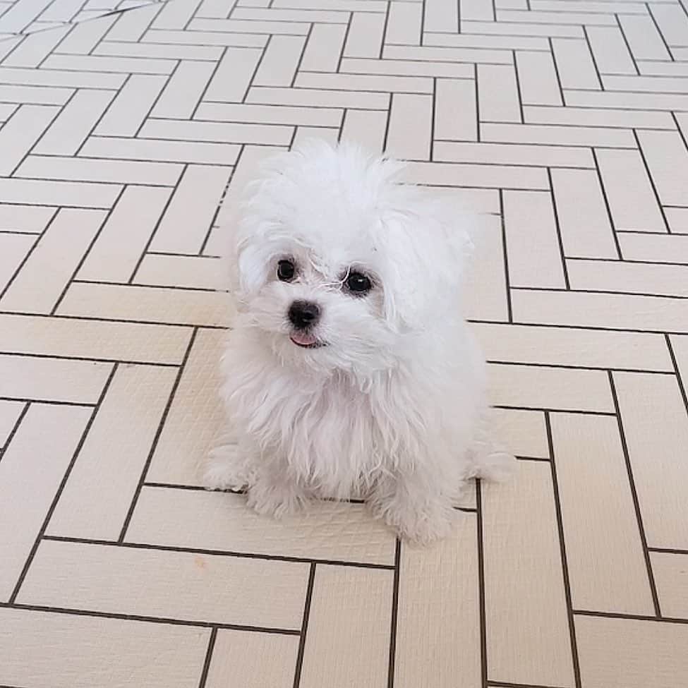 ホ・ヨンジュ さんのインスタグラム写真 - (ホ・ヨンジュ Instagram)「어여쁜 나의 작은 강아지야 너는 흠 없이 아름답고 흠 없이 사랑스럽구나💕 @bichon_doochil」1月8日 23時03分 - good7919