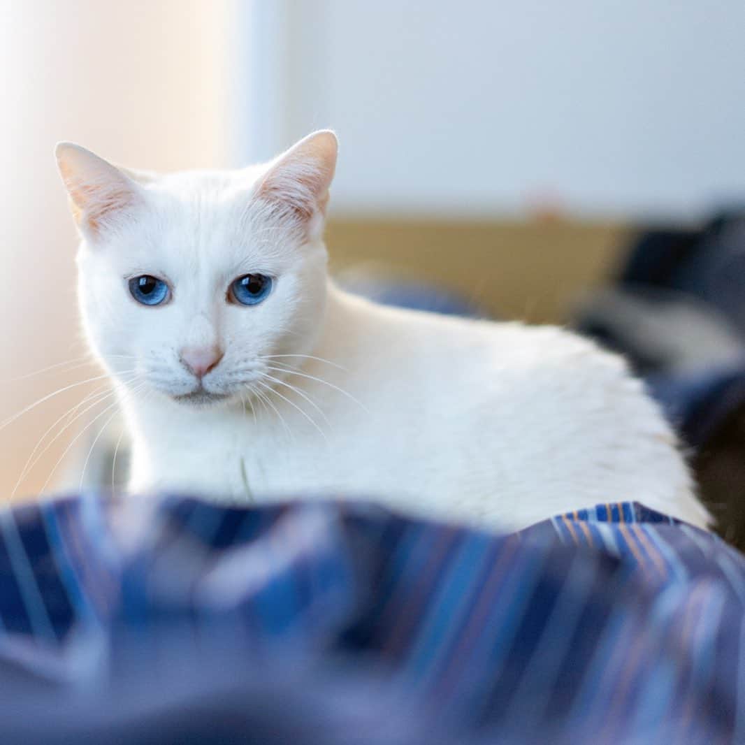 プンクマさんのインスタグラム写真 - (プンクマInstagram)「ウトウトしていたら青彩が足元で寝ていた。目が合ったら、運動会に突入してしまったみたい。^_^; #青彩 #猫 #ねこ #ブルーアイズ #blueeyes #cat #neko #catstagram #catsofinstagram」1月8日 23時16分 - pnkm913