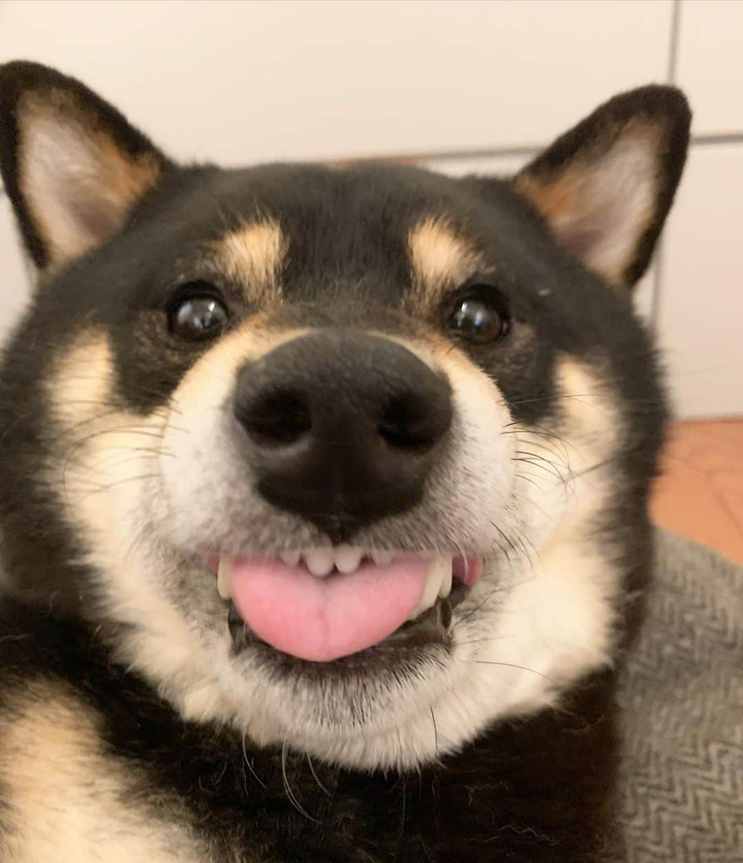 ?Fricko the Shiba Inu?さんのインスタグラム写真 - (?Fricko the Shiba Inu?Instagram)「Blep! 🤪  🐾 🐾 🐾 #Keaton #🐶 #shiba #shibainu #dog #柴犬 #黒柴 #dogoftheday #dogslife #weeklyfluff  #dogstagram  #dogscorner #shibapuppy #puppiesofinstagram #shibadog #shibalove #shibagram」1月9日 0時00分 - umigiva