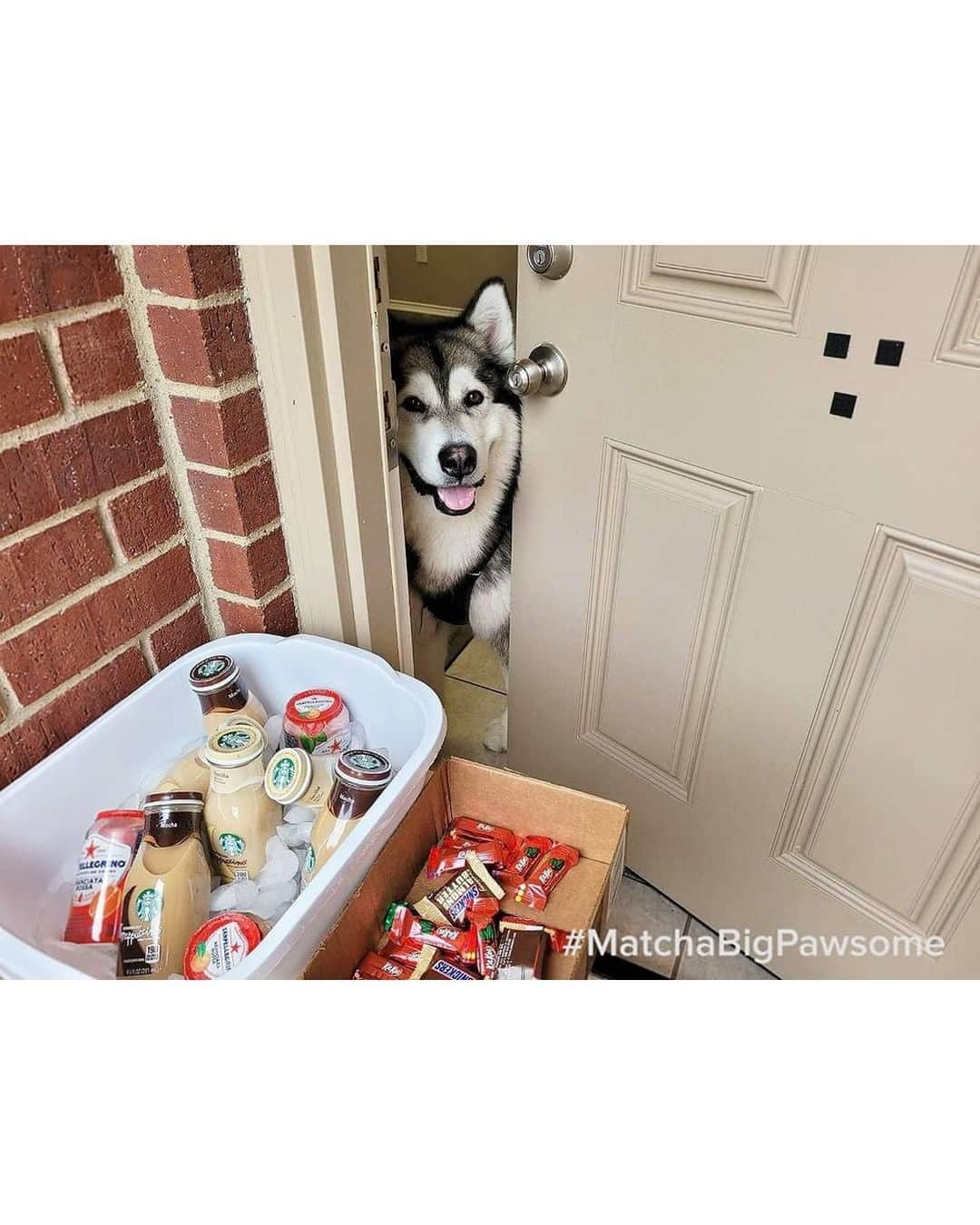 8crapさんのインスタグラム写真 - (8crapInstagram)「Matcha: “To our delivery drivers, ❤️ A sincere thank you for delivering our many packages, especially my toys! We know it's a super busy time of the year for you, please take some treats for the road!” - Want to get featured like him? Join “The Barked Club” on FACEBOOK and post something now! 👉 barked.com - 📷 @matcha_bigpawsome - #TheBarkedClub #barked #dog #doggo #AlaskanMalamute #Malamute」1月9日 0時32分 - barked