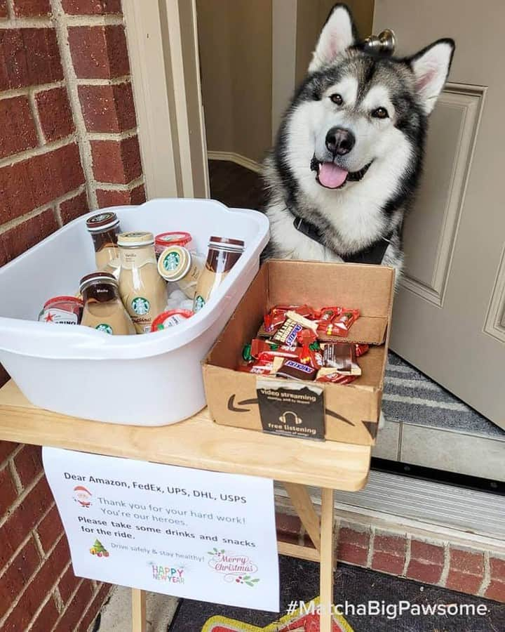 8crapさんのインスタグラム写真 - (8crapInstagram)「Matcha: “To our delivery drivers, ❤️ A sincere thank you for delivering our many packages, especially my toys! We know it's a super busy time of the year for you, please take some treats for the road!” - Want to get featured like him? Join “The Barked Club” on FACEBOOK and post something now! 👉 barked.com - 📷 @matcha_bigpawsome - #TheBarkedClub #barked #dog #doggo #AlaskanMalamute #Malamute」1月9日 0時32分 - barked