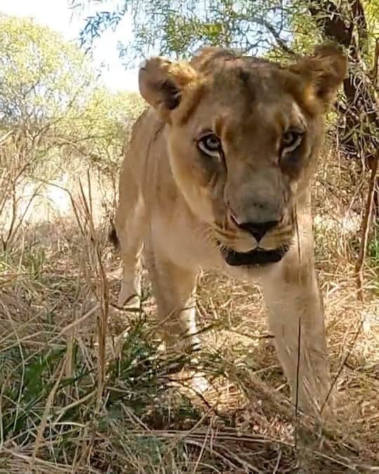 Kevin Richardson LionWhisperer のインスタグラム