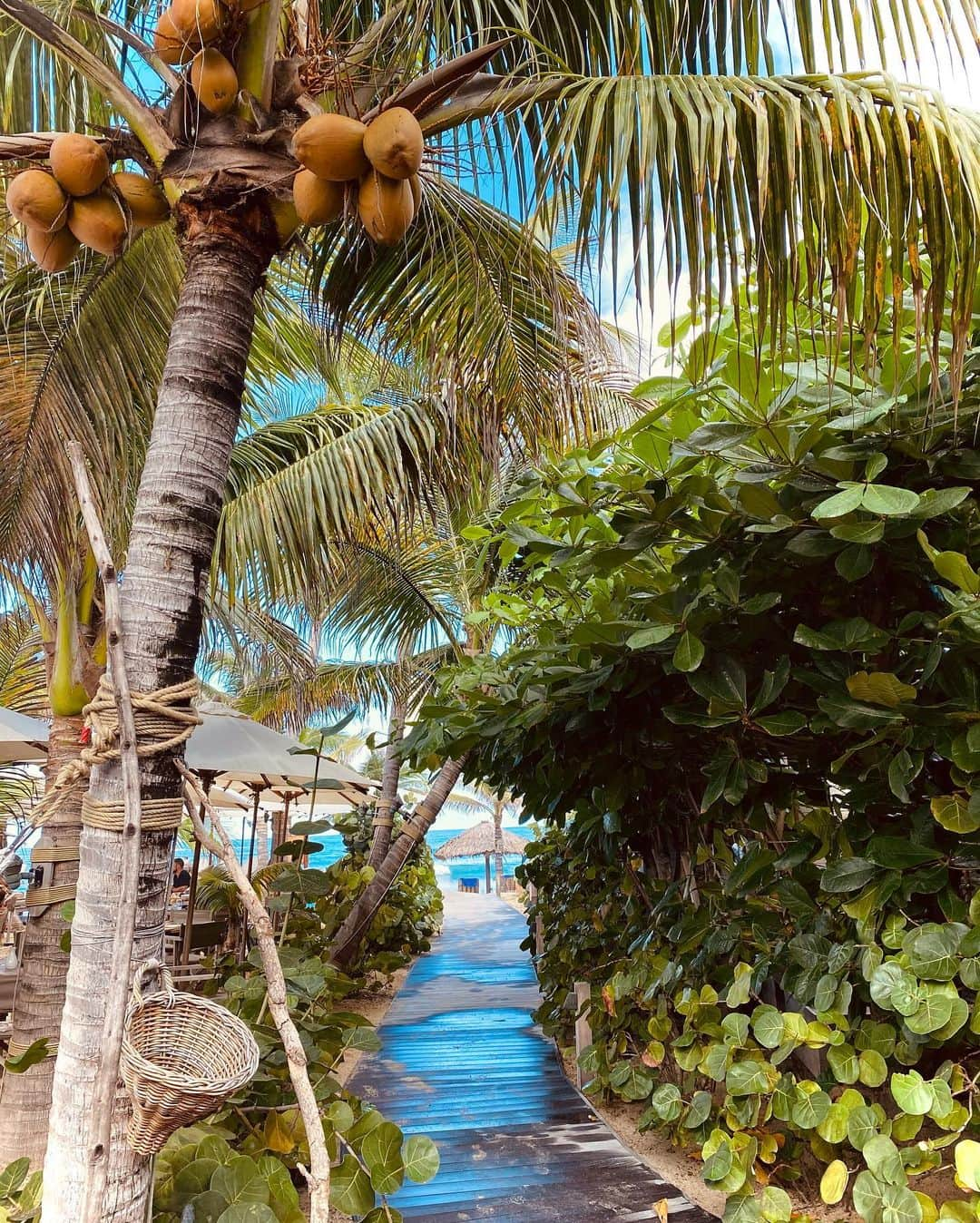 イザベル・グラールさんのインスタグラム写真 - (イザベル・グラールInstagram)「Tropical 🌴🥥」1月9日 1時14分 - izabelgoulart