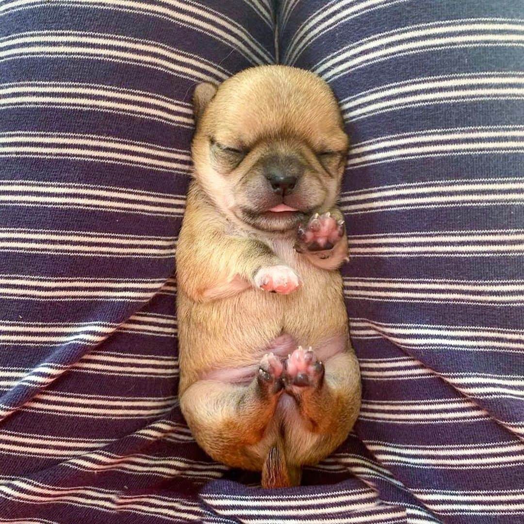 Kiyoのインスタグラム：「♔ Miké ♔ ミケうちの子記念日特集 2019年11月23日撮影 生後12日 ブリーダーさんからいただいた写真です ♔ たこ焼きのような ビリケンさんのような とっても福福しいお顔をしていました😊 ♔ #puppy#puppies#puppiesofinstagram#dog#dogs#dogsofinstagram#dogstagram#doglover#dogsofinstaworld#dog_features#instadog#instagramdogs#ilovemydog#chihuahua#chihuahuasofinstagram#chihuahualove#chihuahualife#dogsofbark#weeklyfluff#barked#animalsco#IGersJP#instagramjapan#todayswanko#pecoいぬ部#チワワ部#チワワ#スムチー#decocoの子はみんな可愛すぎる ♔」
