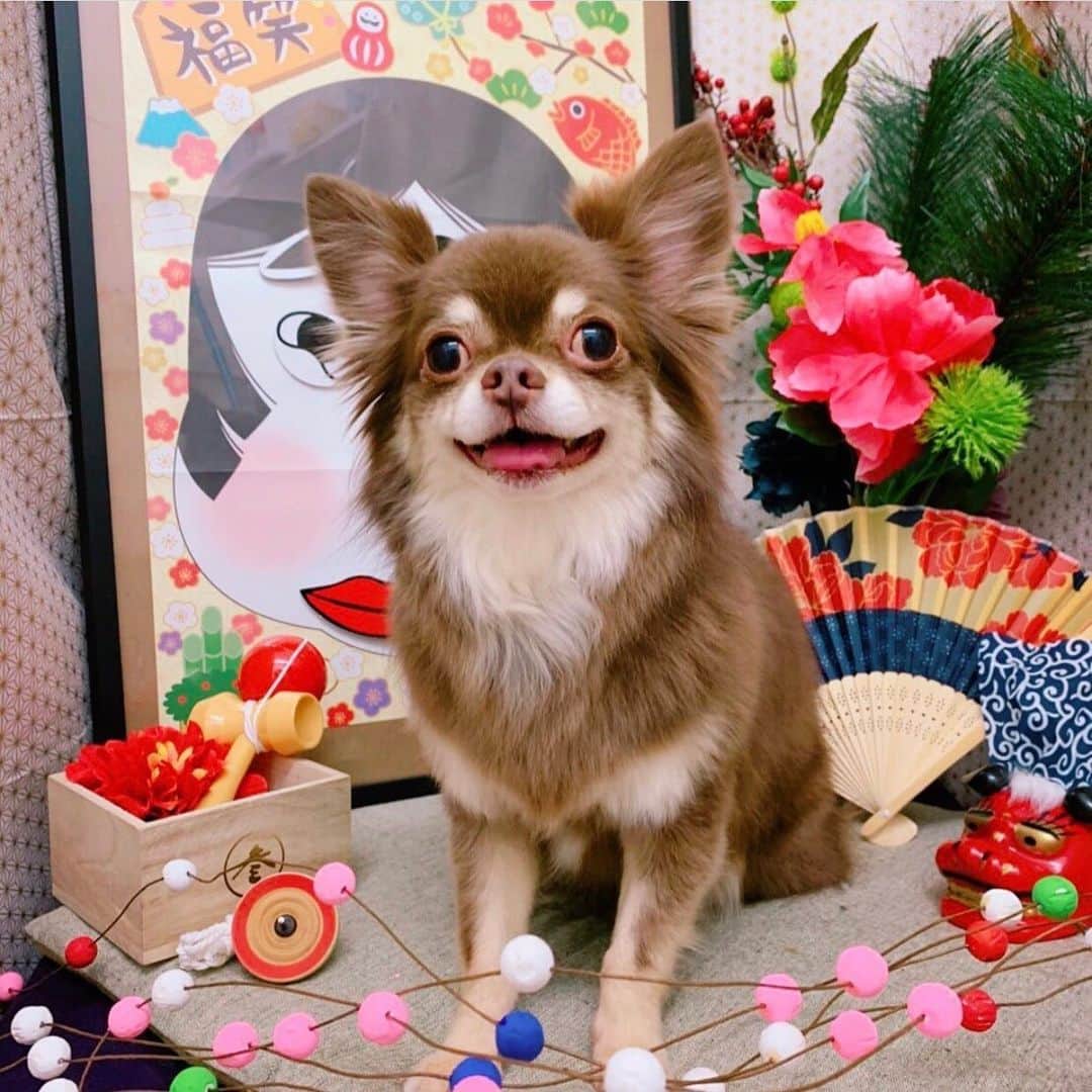 佐々木洋平のインスタグラム：「ウェルニム散髪にいきましたん🐕  #ちわわ  #chihuahua」