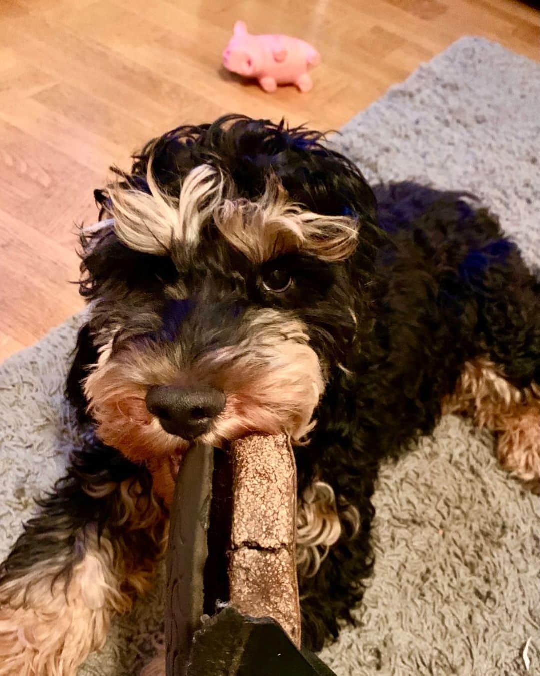 FluffyPackのインスタグラム：「I prefer to chew on dad's Birkenstock slippers than rubber pigs!😁😋 Happy Friday! //Bandit😎  . #Yummy #birkenstock #happyfriday @birkenstock」