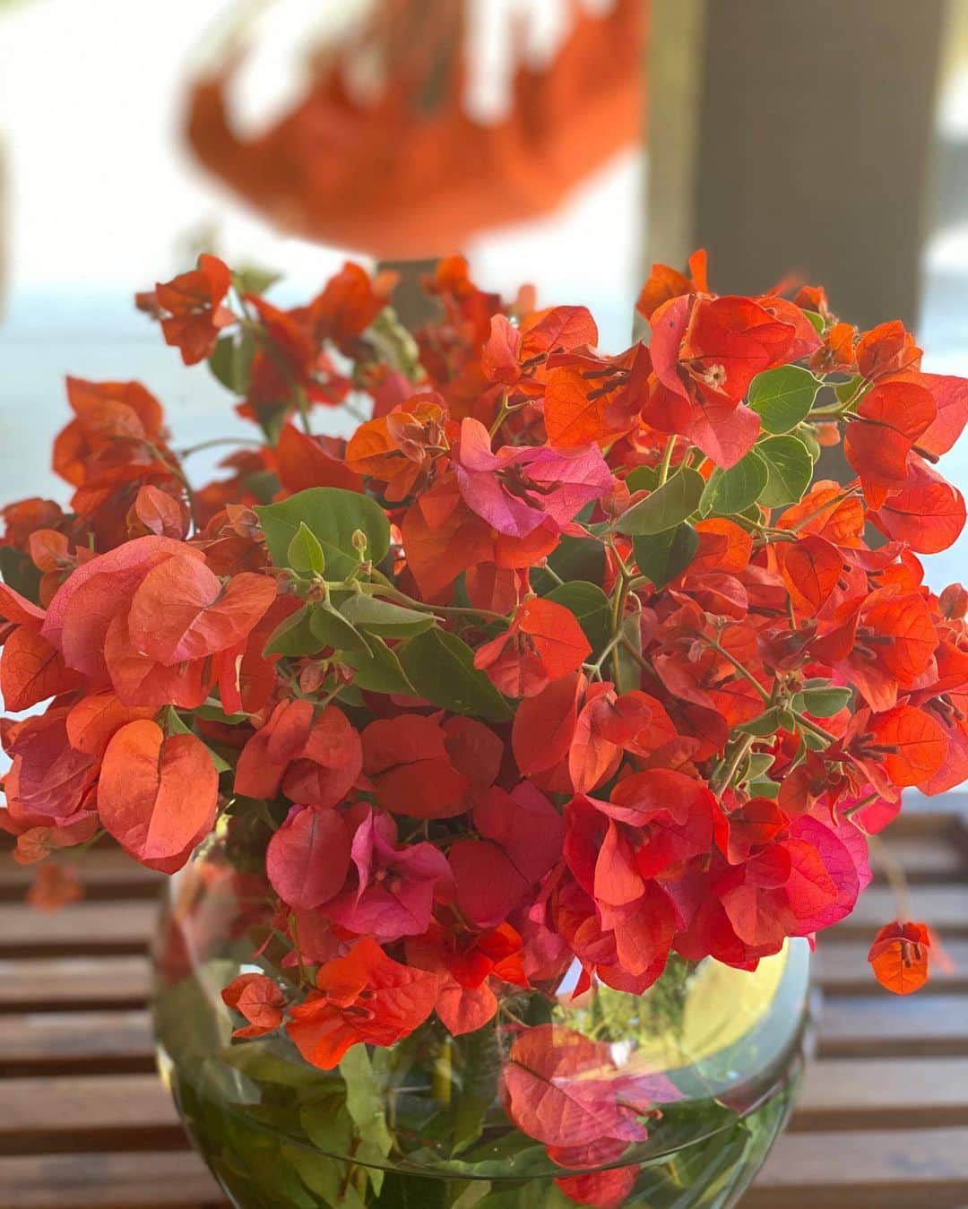 Giovanna Antonelliのインスタグラム：「Pessoas são como as flores Você pode cuidar de todas as tuas flores Oferecendo sempre a mesma água todos os dias Porque não é exatamente o que você faz Que as deixará felizes Mas o tempo que você se dedica a elas... #augustobranco🍀🌼🍃🌹」
