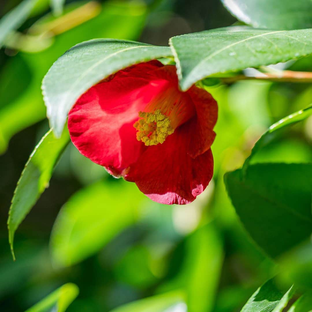 ニューヨーク植物園さんのインスタグラム写真 - (ニューヨーク植物園Instagram)「Far from a barren season, winter is the time to search for the colorful gems among the Garden's outdoor collections. . Winter jasmine's abundant flowers create comforting clouds of sunny yellow in the Ladies' Border, complemented by the bright reds of heavenly-bamboo berries and Japanese camellia blossoms nearby. In the meadow of the Native Plant Garden, stone mountainmint creates delicate texture, while the first snowdrops of the season pop up along the paths of the Azalea Garden. . What's your favorite winter wonder to look for during your visits? . #Jasminum nudiflorum  #Nandina domestica Harbor Belle  #Camellia japonica  #Pycnanthemum curvipes  #Galanthus elwesii . #plantlove #AllInNYC」1月9日 3時06分 - nybg