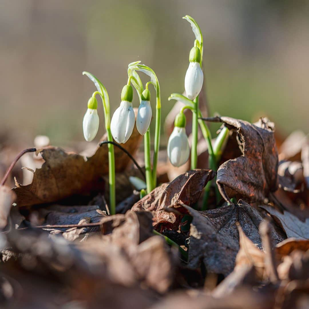 ニューヨーク植物園さんのインスタグラム写真 - (ニューヨーク植物園Instagram)「Far from a barren season, winter is the time to search for the colorful gems among the Garden's outdoor collections. . Winter jasmine's abundant flowers create comforting clouds of sunny yellow in the Ladies' Border, complemented by the bright reds of heavenly-bamboo berries and Japanese camellia blossoms nearby. In the meadow of the Native Plant Garden, stone mountainmint creates delicate texture, while the first snowdrops of the season pop up along the paths of the Azalea Garden. . What's your favorite winter wonder to look for during your visits? . #Jasminum nudiflorum  #Nandina domestica Harbor Belle  #Camellia japonica  #Pycnanthemum curvipes  #Galanthus elwesii . #plantlove #AllInNYC」1月9日 3時06分 - nybg