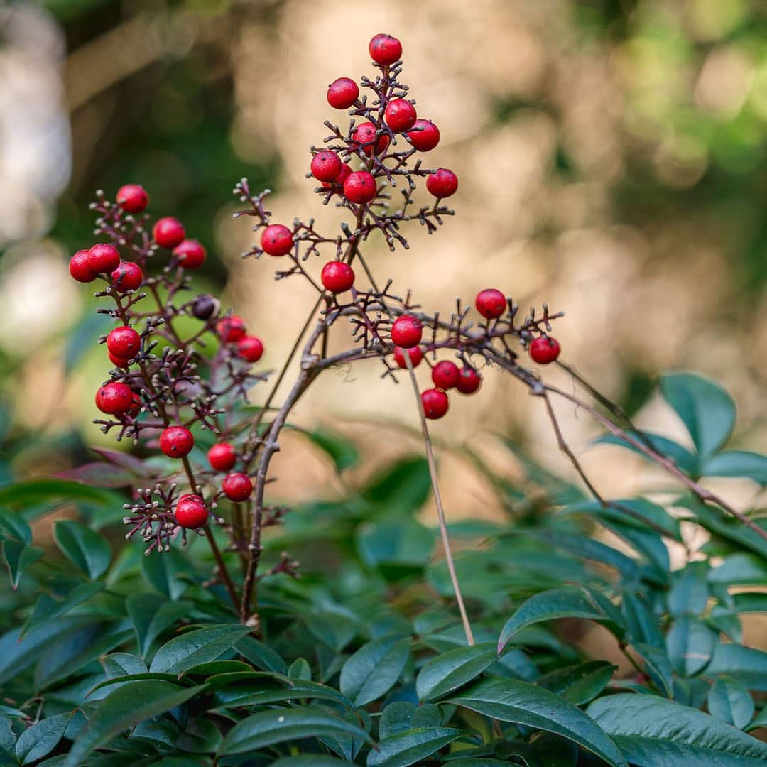 ニューヨーク植物園さんのインスタグラム写真 - (ニューヨーク植物園Instagram)「Far from a barren season, winter is the time to search for the colorful gems among the Garden's outdoor collections. . Winter jasmine's abundant flowers create comforting clouds of sunny yellow in the Ladies' Border, complemented by the bright reds of heavenly-bamboo berries and Japanese camellia blossoms nearby. In the meadow of the Native Plant Garden, stone mountainmint creates delicate texture, while the first snowdrops of the season pop up along the paths of the Azalea Garden. . What's your favorite winter wonder to look for during your visits? . #Jasminum nudiflorum  #Nandina domestica Harbor Belle  #Camellia japonica  #Pycnanthemum curvipes  #Galanthus elwesii . #plantlove #AllInNYC」1月9日 3時06分 - nybg