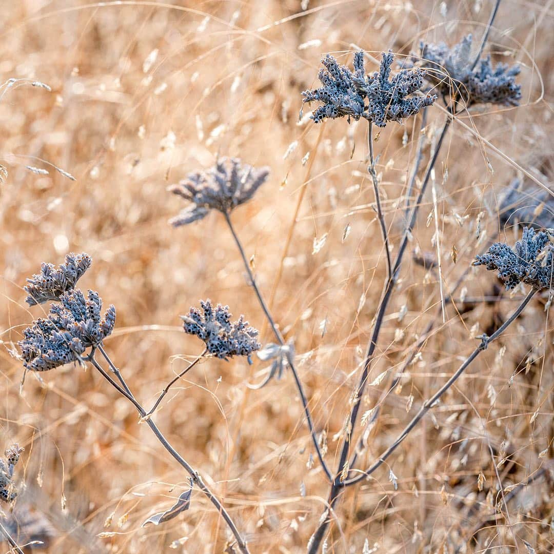 ニューヨーク植物園さんのインスタグラム写真 - (ニューヨーク植物園Instagram)「Far from a barren season, winter is the time to search for the colorful gems among the Garden's outdoor collections. . Winter jasmine's abundant flowers create comforting clouds of sunny yellow in the Ladies' Border, complemented by the bright reds of heavenly-bamboo berries and Japanese camellia blossoms nearby. In the meadow of the Native Plant Garden, stone mountainmint creates delicate texture, while the first snowdrops of the season pop up along the paths of the Azalea Garden. . What's your favorite winter wonder to look for during your visits? . #Jasminum nudiflorum  #Nandina domestica Harbor Belle  #Camellia japonica  #Pycnanthemum curvipes  #Galanthus elwesii . #plantlove #AllInNYC」1月9日 3時06分 - nybg