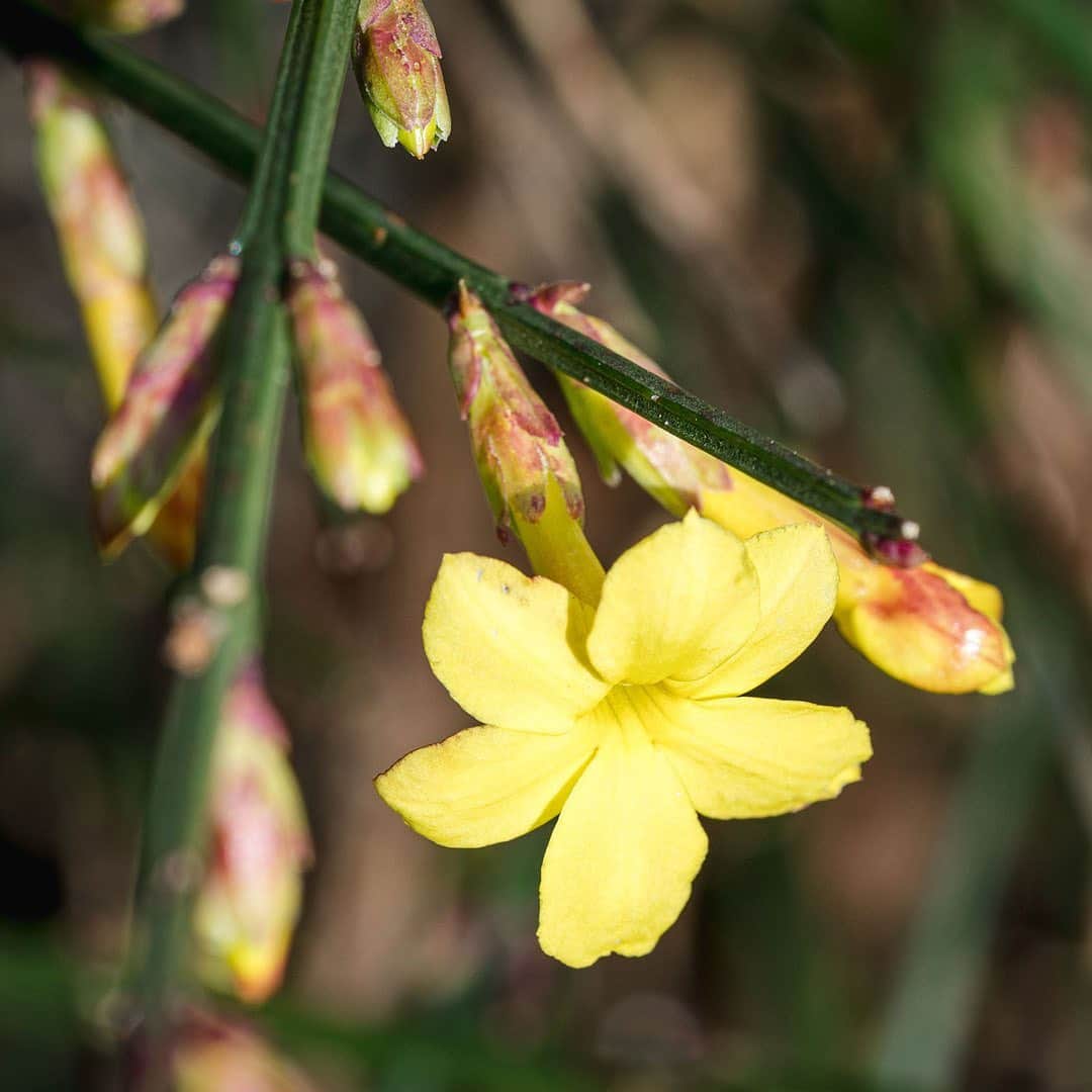 ニューヨーク植物園のインスタグラム：「Far from a barren season, winter is the time to search for the colorful gems among the Garden's outdoor collections. . Winter jasmine's abundant flowers create comforting clouds of sunny yellow in the Ladies' Border, complemented by the bright reds of heavenly-bamboo berries and Japanese camellia blossoms nearby. In the meadow of the Native Plant Garden, stone mountainmint creates delicate texture, while the first snowdrops of the season pop up along the paths of the Azalea Garden. . What's your favorite winter wonder to look for during your visits? . #Jasminum nudiflorum  #Nandina domestica Harbor Belle  #Camellia japonica  #Pycnanthemum curvipes  #Galanthus elwesii . #plantlove #AllInNYC」