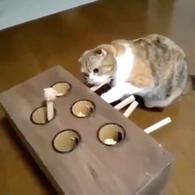 Paw Heartのインスタグラム：「Playtime!😸  #happyfriday #cats」