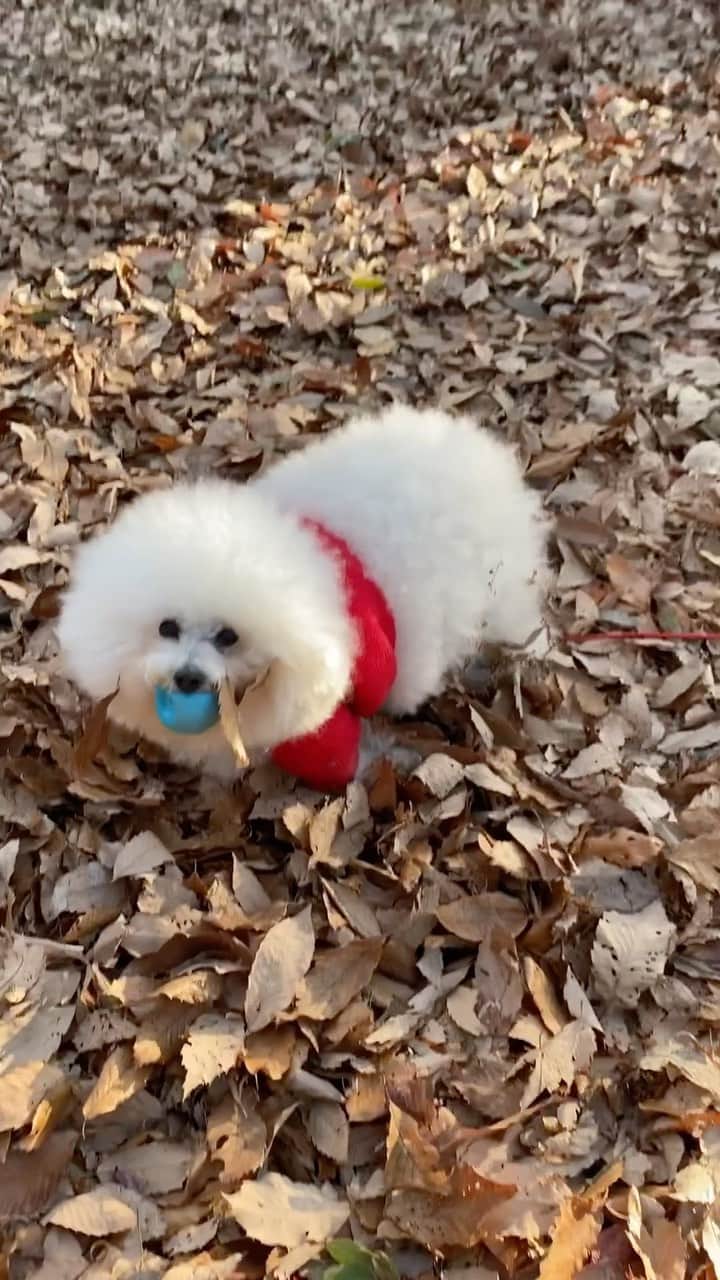 ゆうのインスタグラム：「. . 落ち葉を🍂いっぱい付けて コロコロ転がって 本当に楽しそうだったので保存用に . . .」