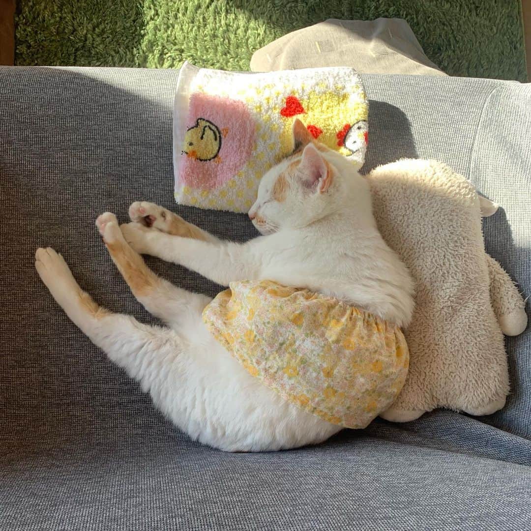 マルのインスタグラム：「🌞かわいいねマルミン☺️ きょうも元気にオシゴトしてます₍^·͈༝·͈^ฅ . . #スカートをはいた猫 #stayhome#癒し#にゃんすたぐらむ#おうち時間#cat#猫#三毛猫#猫との暮らし#catstagram#instagood #ペコねこ部#cute#ふわもこ部#ねこのきもち#日々」