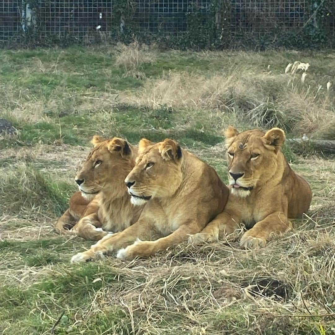 小野麻亜矢さんのインスタグラム写真 - (小野麻亜矢Instagram)「伊豆にある アニマルキングダムの 動物達の サービスショット♡  こんなにサービスしてくれるなんて、 あなたたちエンターテイナーだわ♡  #伊豆アニマルキングダム #ライオン3頭並ぶ #ホワイトタイガーにご飯あげた #基本的に動物と近い #キリンにベロされる #シャッターチャンス」1月9日 12時52分 - ono_maaya