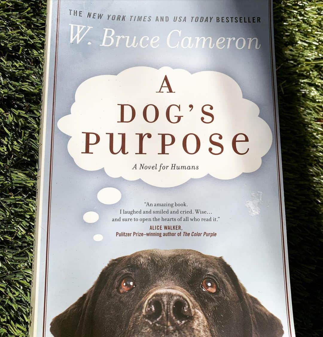 JAMOSAさんのインスタグラム写真 - (JAMOSAInstagram)「I absolutely loved reading “A DOG’S PURPOSE” written by W.Bruce Cameron 🤎 This book was written from a doggy’s preceptive and it made me giggle many times 😂 With so many cold news around the world, I felt so warm on the inside ❤️Now I wonder how my own dogs perceive their lives...they’ve been living with me for the last 9years 🐶🐶🐶🐶🐶 I definitely recommend this book to all the dog lovers💯🥰👍 #adogspurpose  #wbrucecameron #minipin」1月9日 12時54分 - jamosa148