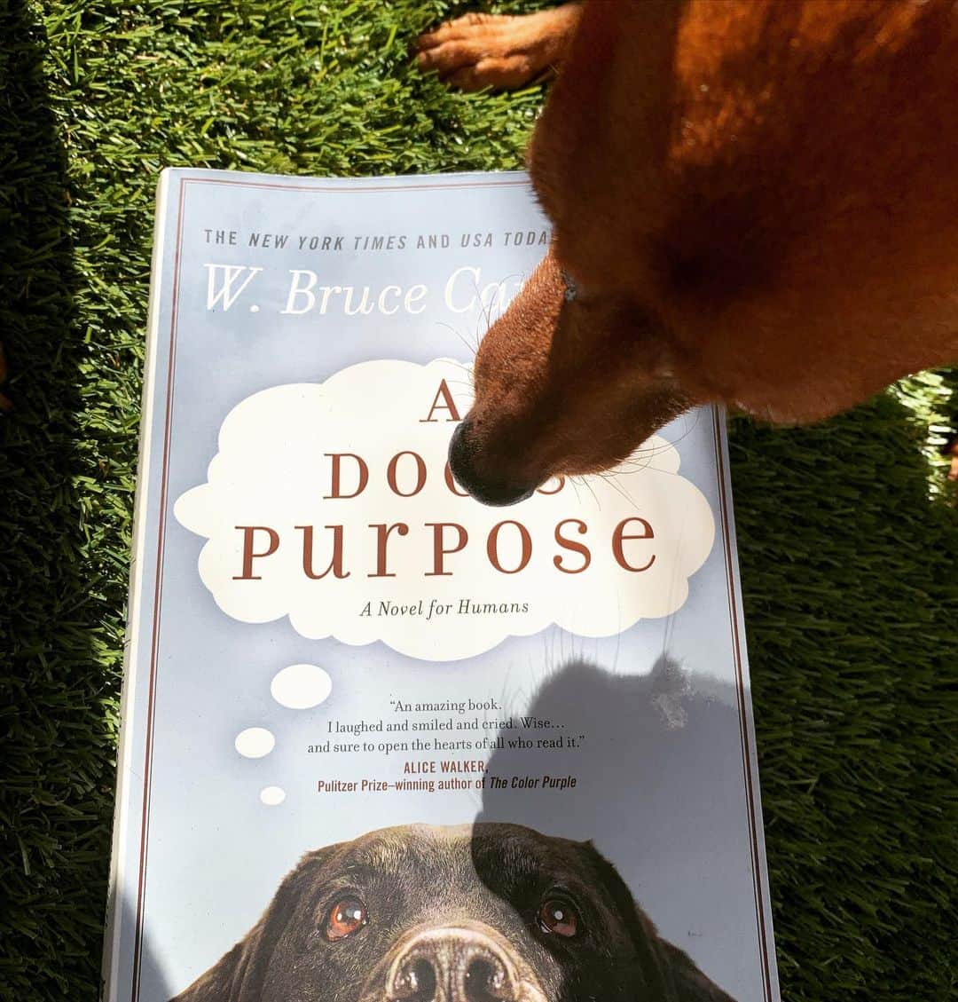 JAMOSAさんのインスタグラム写真 - (JAMOSAInstagram)「I absolutely loved reading “A DOG’S PURPOSE” written by W.Bruce Cameron 🤎 This book was written from a doggy’s preceptive and it made me giggle many times 😂 With so many cold news around the world, I felt so warm on the inside ❤️Now I wonder how my own dogs perceive their lives...they’ve been living with me for the last 9years 🐶🐶🐶🐶🐶 I definitely recommend this book to all the dog lovers💯🥰👍 #adogspurpose  #wbrucecameron #minipin」1月9日 12時54分 - jamosa148