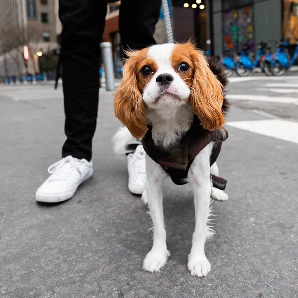 The Dogistさんのインスタグラム写真 - (The DogistInstagram)「Remy, Cavalier King Charles Spaniel (10 m/o), Pearl & Fulton St., New York, NY • “He’s obsessive about fetch. We still haven’t been able to tire him out playing fetch. And he knows how cute he is – he knows when he’s doing something wrong but he gives you the puppy dog eyes. We’re currently training him not to hump.” @remythecavking」1月9日 13時06分 - thedogist