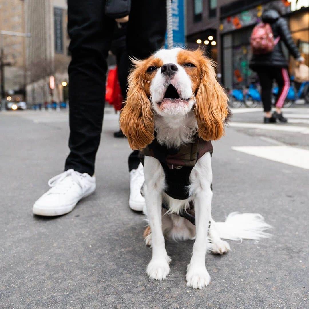 The Dogistさんのインスタグラム写真 - (The DogistInstagram)「Remy, Cavalier King Charles Spaniel (10 m/o), Pearl & Fulton St., New York, NY • “He’s obsessive about fetch. We still haven’t been able to tire him out playing fetch. And he knows how cute he is – he knows when he’s doing something wrong but he gives you the puppy dog eyes. We’re currently training him not to hump.” @remythecavking」1月9日 13時06分 - thedogist