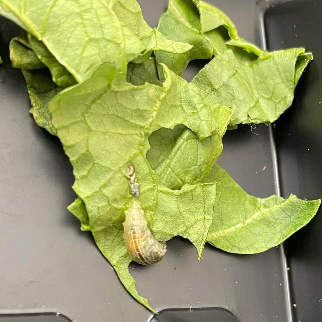 326のインスタグラム：「野菜に虫ついてたから育ててる なんかヤバい虫だったりしないよね？笑 誰かこれが何の虫かわかる人いる？」