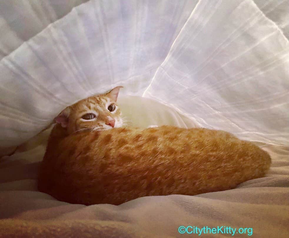 City the Kittyのインスタグラム：「I think I’ll be hiding in here for awhile.  🐾 #staysafe」