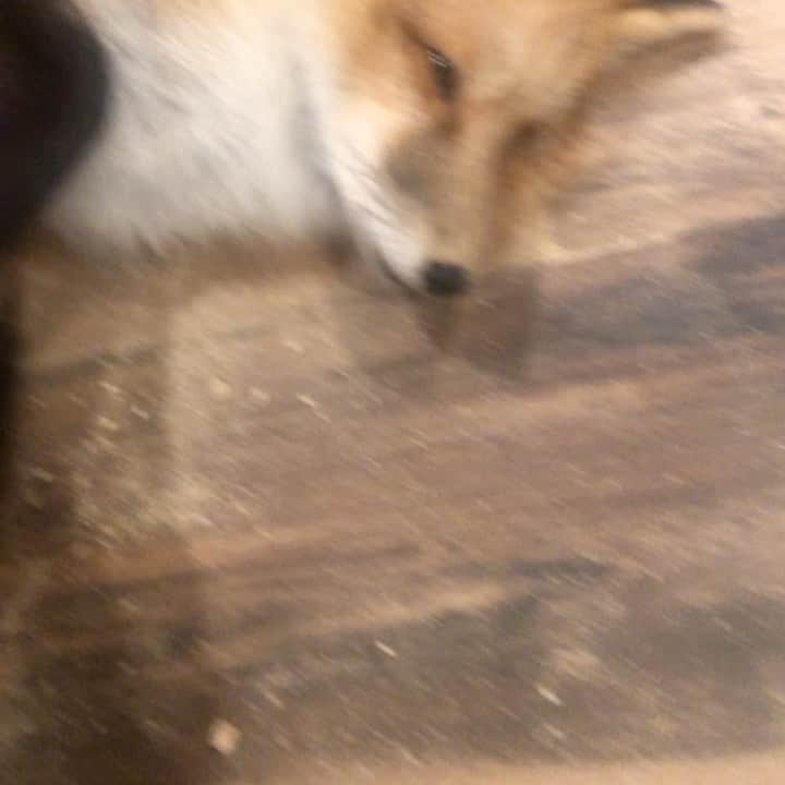Rylaiのインスタグラム