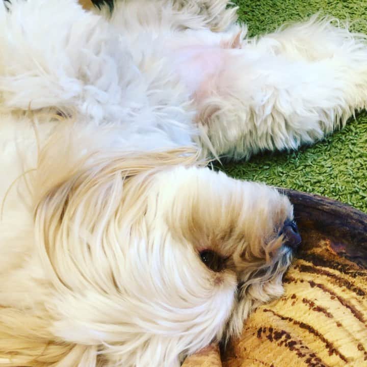 北山陽一のインスタグラム：「さ！今日も頑張るぞ！  の前のひととき。#きたやまおもち」