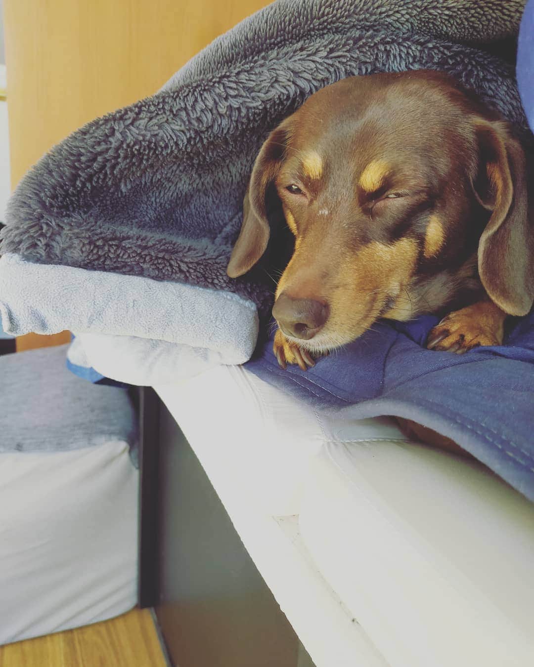 海老澤健次さんのインスタグラム写真 - (海老澤健次Instagram)「眠いのに、気になりこちらを見るやつ。 寝てればいいのに。 しかし、最近こやつの写真ばかり（笑）  #海老澤健次 #キャリー #ダックス #チワワ #MIX犬  #dog」1月9日 13時59分 - ebisawa_kenji