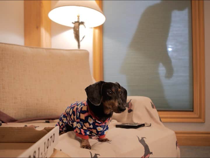 のインスタグラム：「“TEASER: In tomorrow’s new episode, Oakley is HOME ALONE and must defend his house from a hamburglar! What sorta defences would you like to see him employ?!”  ~ Crusoe」