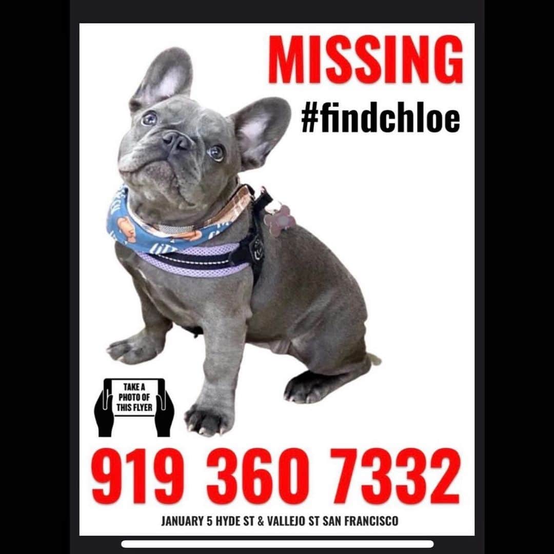 Dougie the Shih Tzuのインスタグラム：「California — and especially Bay Area folks — please be on the lookout for this Frenchie stolen in San Francisco. 💔 (@sarahvorhaus)」