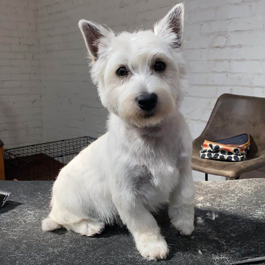 Dogs by Ginaのインスタグラム：「Fletcher  westie 4mo.   . Today was a BIG day for Fletch! Grooming in general is a lot to handle for most dogs and puppies can get overwhelmed in the new (to them) process. Add in handstripping and WOAH! This #westhighlandwhiteterrier puppy did so well today. ❤️」