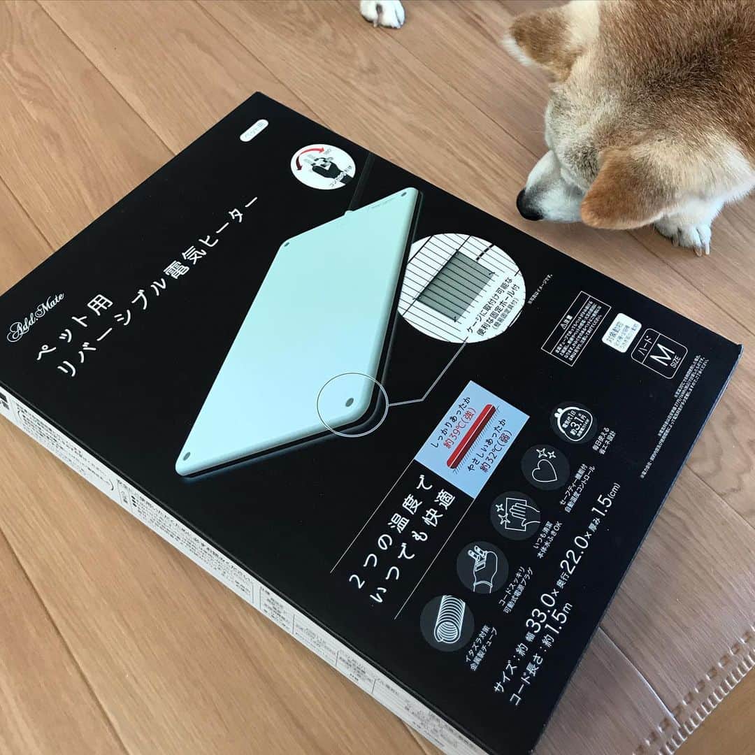 柴犬リリコさんのインスタグラム写真 - (柴犬リリコInstagram)「ツンデレですが何か？🐶 #ツンデレ犬 #前から見ると白柴」1月9日 7時54分 - ke_rock_