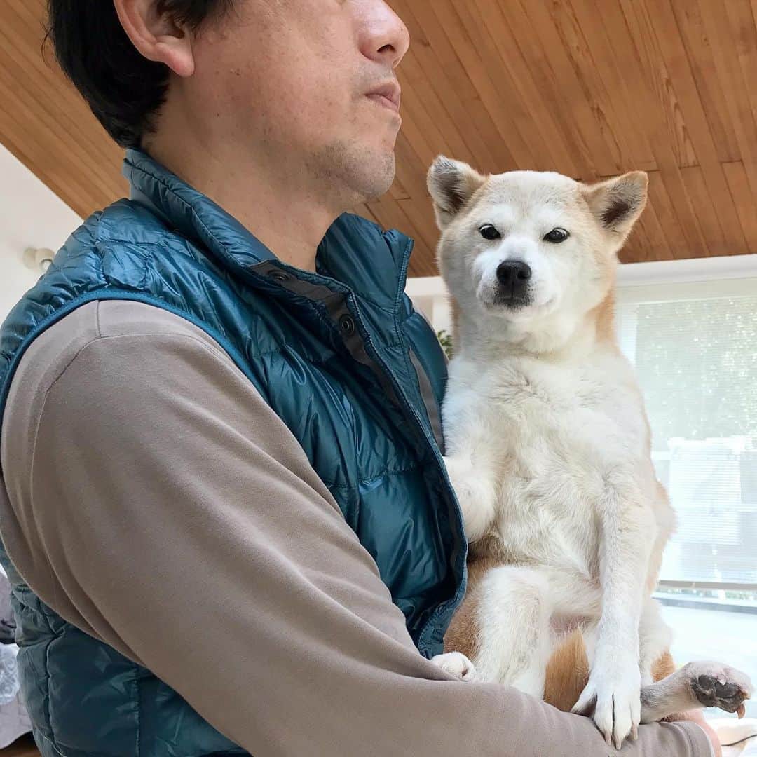 柴犬リリコのインスタグラム：「ツンデレですが何か？🐶 #ツンデレ犬 #前から見ると白柴」