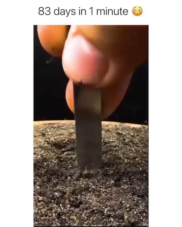 2.8 Milllon CAKESTERS!のインスタグラム：「Follow @top_luxuries and explore amazing locations and luxuries from around the world!⁠ .⁠ .⁠ The cycle of a Sunflowers life in 1 minute 😮🌻⁠ -⁠ (Credit @boxlapsefilms)」