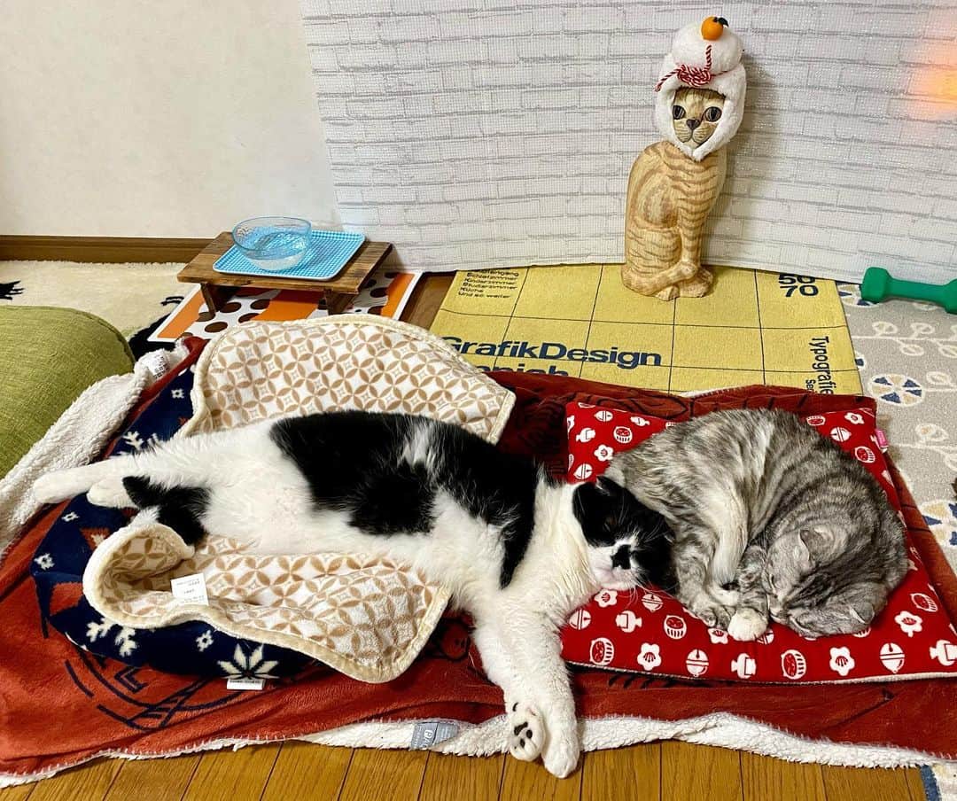 のインスタグラム：「Good morning!! ☀️おはナビムーギー‼︎  ムーギーベッドが、全く機能していない。  #くっついていたいの  #牛柄組鼻まわり汚れ隊 #ムチムチッコ #ナビちん#ムーギー#MuuGieeboy#cat#neko#ねこ#neko#ネコ#スコティッシュフォールド#致命的な魅力#ScottishFold#まんじゅう部」