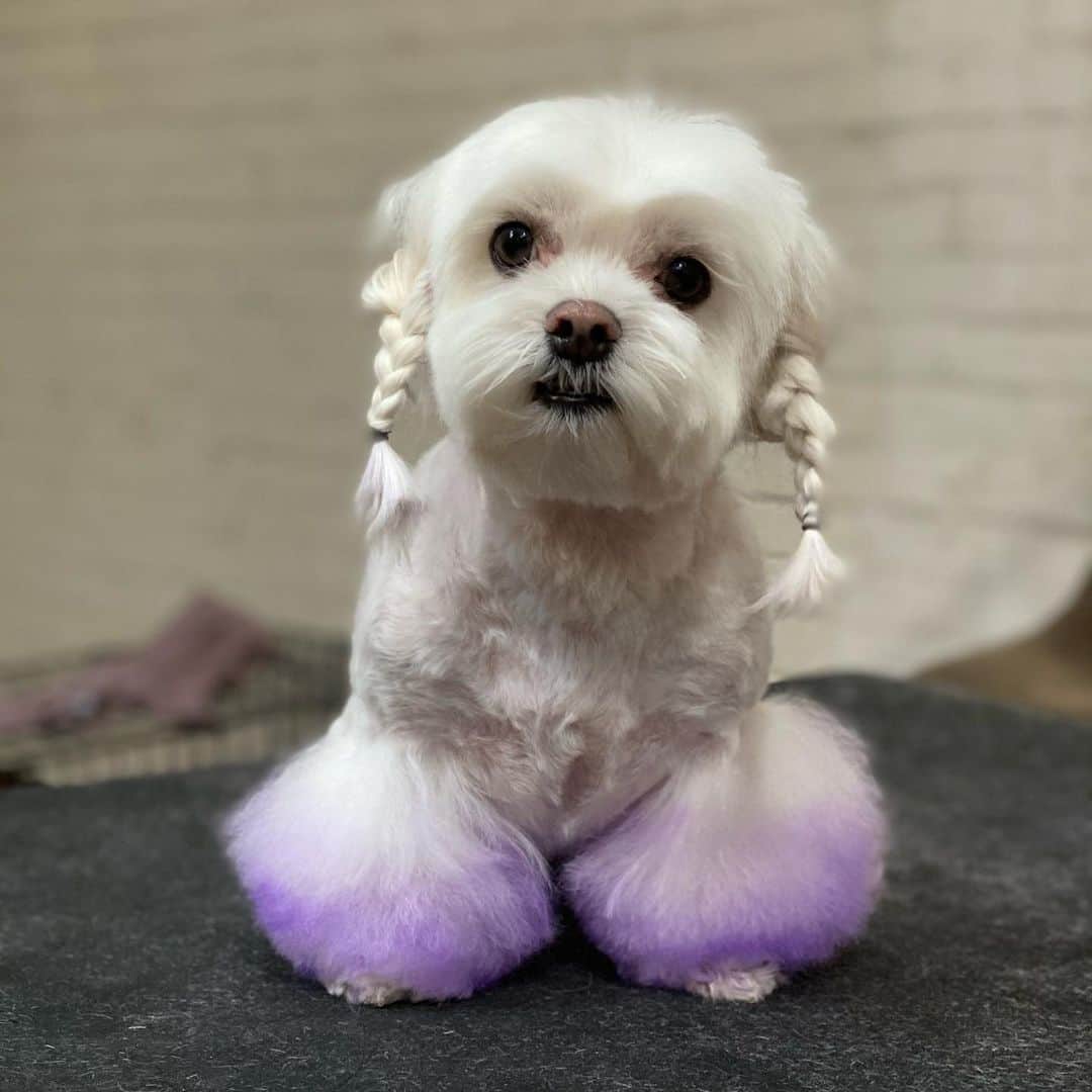 Dogs by Ginaのインスタグラム：「Dancin’ into 2021 💓」