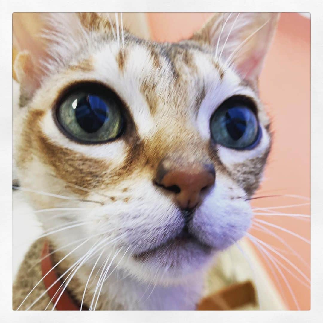 古谷恵さんのインスタグラム写真 - (古谷恵Instagram)「一時退院できそのまま猫を預けていた実家へ🚗 帰ってすぐ一瞬誰？みたいな顔されたけどその後べったりです😆かわいいやつめ！(正月にめちゃ逃げられたらしい夫に鬼ほど自慢した笑) 体力泥棒な入院でしたのでで少しでもパワーチャージできるようにがんばります💪  猫がいるのって良いなー🐈🐈🐈  #cat#猫#singapuracat#シンガプーラ#大豆#暇」1月9日 8時25分 - megumifuruya