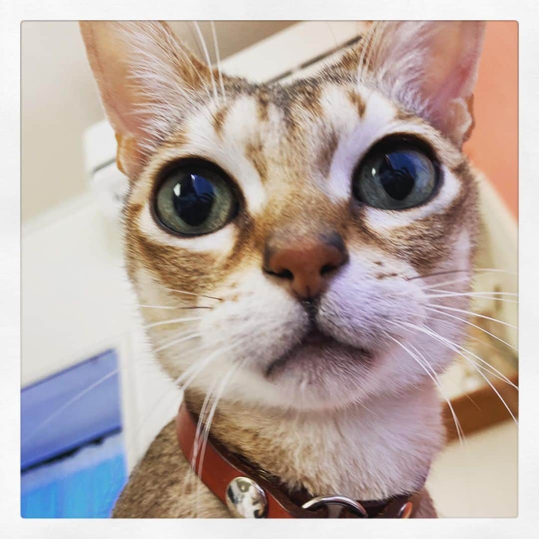 古谷恵のインスタグラム：「一時退院できそのまま猫を預けていた実家へ🚗 帰ってすぐ一瞬誰？みたいな顔されたけどその後べったりです😆かわいいやつめ！(正月にめちゃ逃げられたらしい夫に鬼ほど自慢した笑) 体力泥棒な入院でしたのでで少しでもパワーチャージできるようにがんばります💪  猫がいるのって良いなー🐈🐈🐈  #cat#猫#singapuracat#シンガプーラ#大豆#暇」