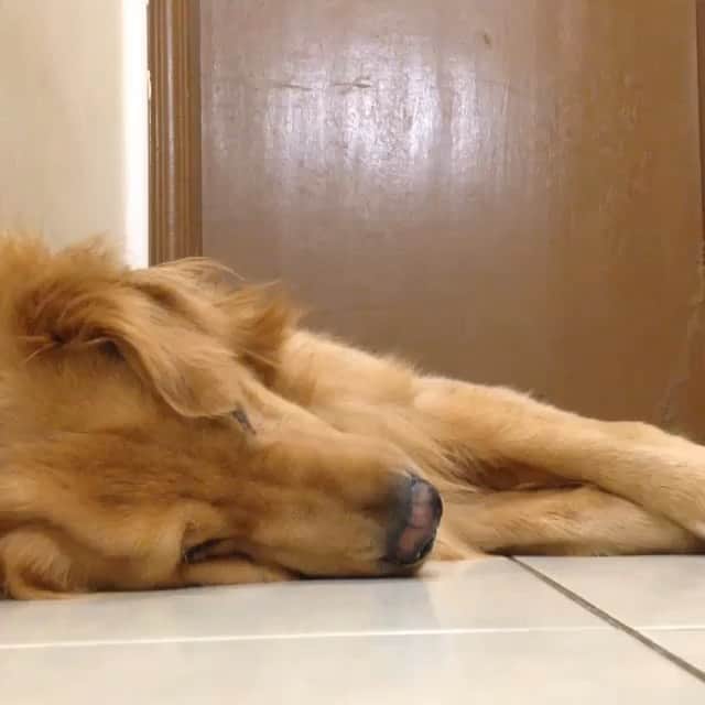 Bobのインスタグラム：「E antigamente a turma adorava perturbar o Bob! Hoje em dia estão mais de boas 😊, Bob com 1 ano e meio mais ou menos e o nariz já estava desbotando 👃 . . #pets #photooftheday #petsofinstagram #instagrammers #instagram #instadaily #vejasp #goldenretriever #goldenretrievers #goldenretrieversofinstagram #dogs #dogstyle #dogoftheday #dogsofinstagram #saopaulo #gudfriends #video #dogsvideo #animals #animaladdicts #animalsdoingthings」