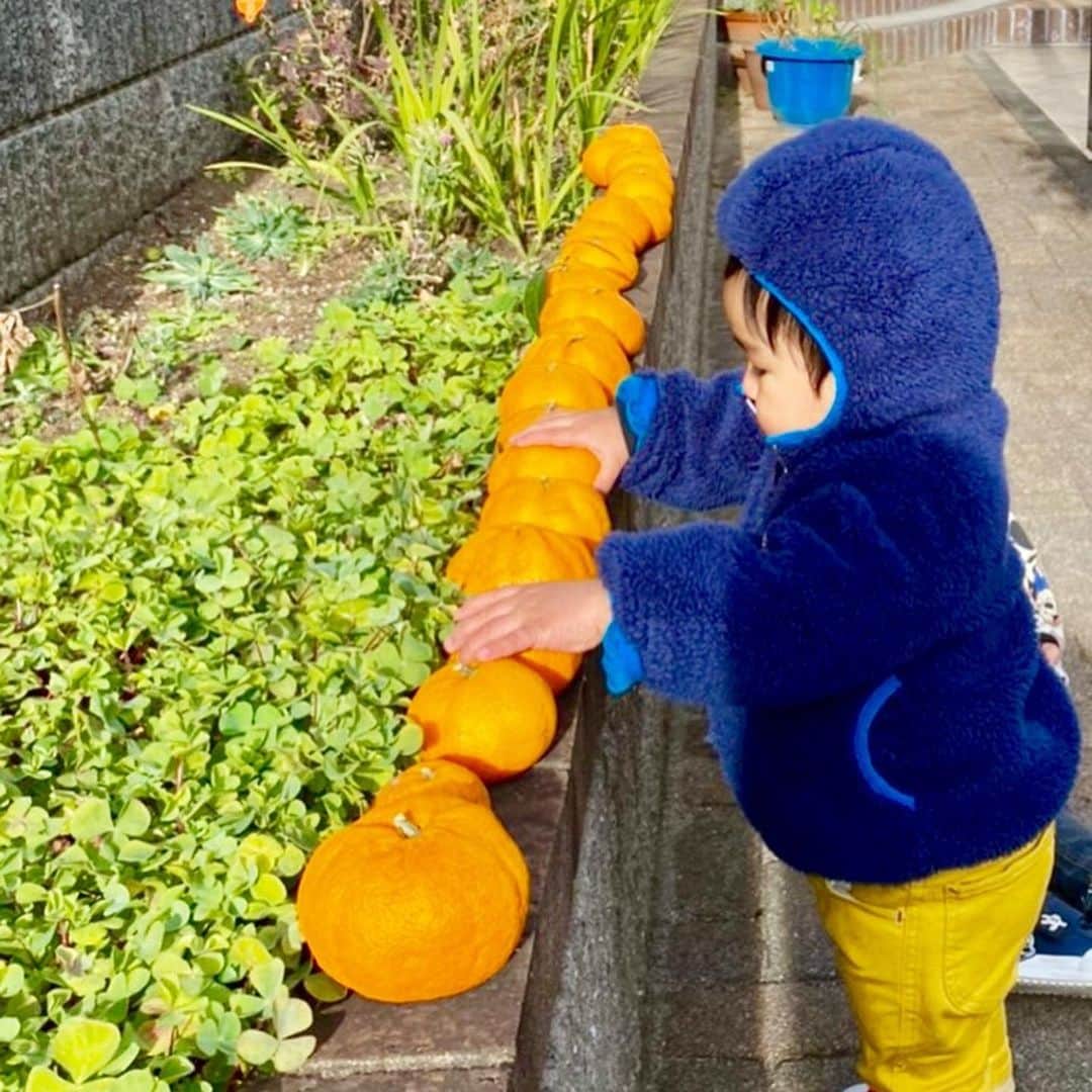 知念芽衣さんのインスタグラム写真 - (知念芽衣Instagram)「#みかんの収穫  頑張っています👶 😂 💮💮💮💮💮💮💮  もうすぐ#1歳3ヶ月  #赤ちゃんのいる生活」1月9日 9時03分 - meichinen