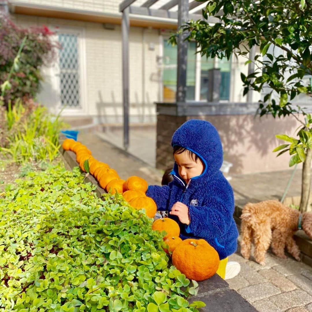知念芽衣のインスタグラム：「#みかんの収穫  頑張っています👶 😂 💮💮💮💮💮💮💮  もうすぐ#1歳3ヶ月  #赤ちゃんのいる生活」