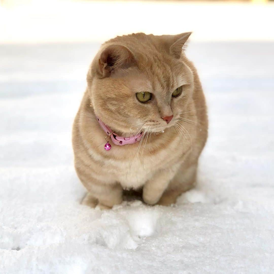 yuriyuri4mamaさんのインスタグラム写真 - (yuriyuri4mamaInstagram)「こんなの初めて😻❄️❄️❄️ 記念撮影☃️ 肉キュン🐾💕🐾💕 #肉キュン#こんなこと滅多にないから記念撮影したよ #ねこは人を笑顔にする #こんな時こそ笑顔でね #マンチカン#じゅじゅ#munchkin#まいるんち#cat#neko#meow#癒し#9gag#catstagram#catsofig#cat_of_instagrama#amazing#catsofinstagram」1月9日 9時06分 - yuriyuri4mama