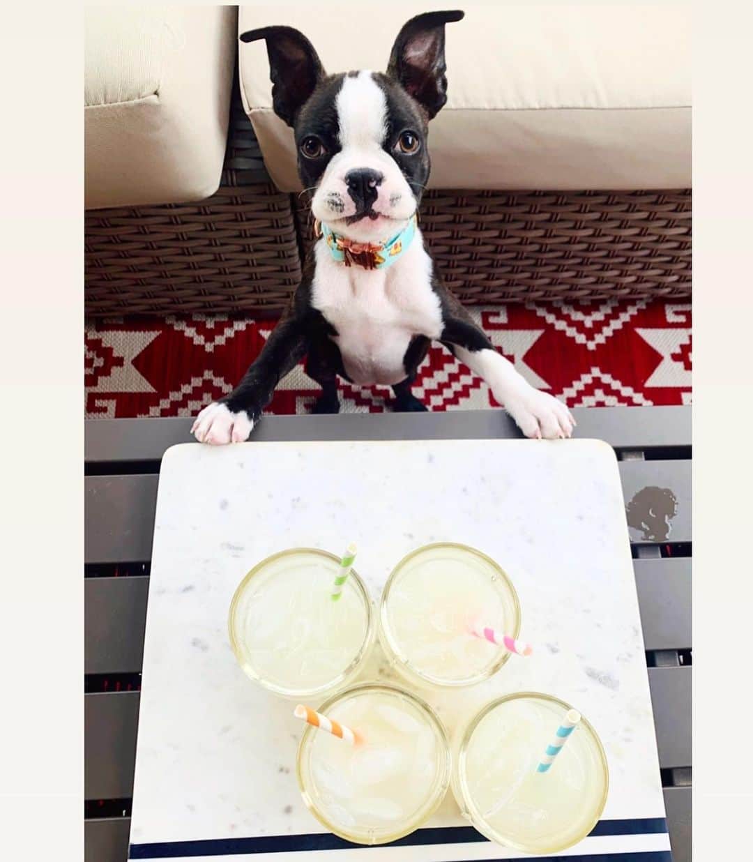 DogsOf Instagramさんのインスタグラム写真 - (DogsOf InstagramInstagram)「Cheers to making it through the first crazy week of 2021 🍻  We get by with a little help from our furrriends 🐾 Thanks for all the amazing #yappyhour submissions! ❤️   Tag your favorite happy hour friends! 👇  📸 : @mumfordandsnugs 📸 : @bagelyayyy 📸 : @sidney_minisausage 📸 : @ipa_gram 📸 : @milliemoo.the.cavapoo 📸 : @jewelrich21 📸 : @salsitabythesea 📸 : @_frankietheboston_ 📸 : @letsgodango 📸 : @mumfordandsnugs  Pssst! Yappy hour @muttropolis plush toys are linked in our bio! 🎊   #dogsofinstagram #dogsofinstagramyappyhour #fridayhappyhour」1月9日 9時09分 - dogsofinstagram