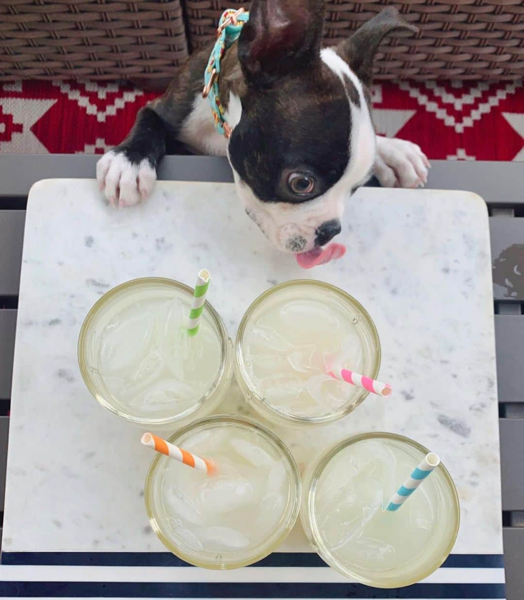 DogsOf Instagramさんのインスタグラム写真 - (DogsOf InstagramInstagram)「Cheers to making it through the first crazy week of 2021 🍻  We get by with a little help from our furrriends 🐾 Thanks for all the amazing #yappyhour submissions! ❤️   Tag your favorite happy hour friends! 👇  📸 : @mumfordandsnugs 📸 : @bagelyayyy 📸 : @sidney_minisausage 📸 : @ipa_gram 📸 : @milliemoo.the.cavapoo 📸 : @jewelrich21 📸 : @salsitabythesea 📸 : @_frankietheboston_ 📸 : @letsgodango 📸 : @mumfordandsnugs  Pssst! Yappy hour @muttropolis plush toys are linked in our bio! 🎊   #dogsofinstagram #dogsofinstagramyappyhour #fridayhappyhour」1月9日 9時09分 - dogsofinstagram